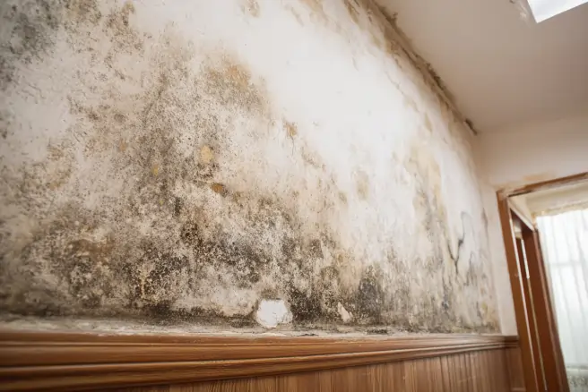 Grifford Mold removal