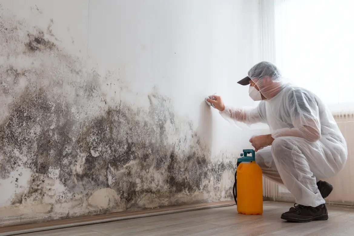mold remediation